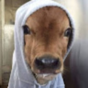 Meet your Posher, Mabel